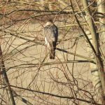 Parcul Natural Văcăreşti2