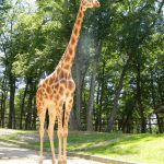 girafa gina
