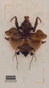 CĂLUGĂRIȚA GIGANT