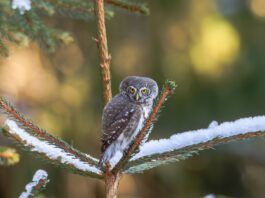 Ciuvica - cel mai mic reprezentant al pasărilor răpitoare nocturne din Romania