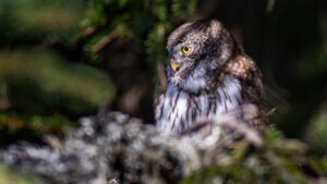 Ciuvica - cel mai mic reprezentant al pasărilor răpitoare nocturne din Romania