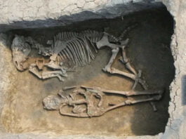 Oamenii de știință au analizat ADN-ul a peste 400 de schelete