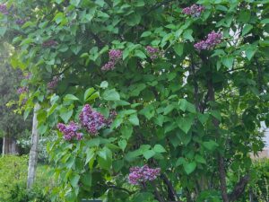 SĂNĂTATE DIN NATURĂ. Liliacul și puterile sale vindecătoare