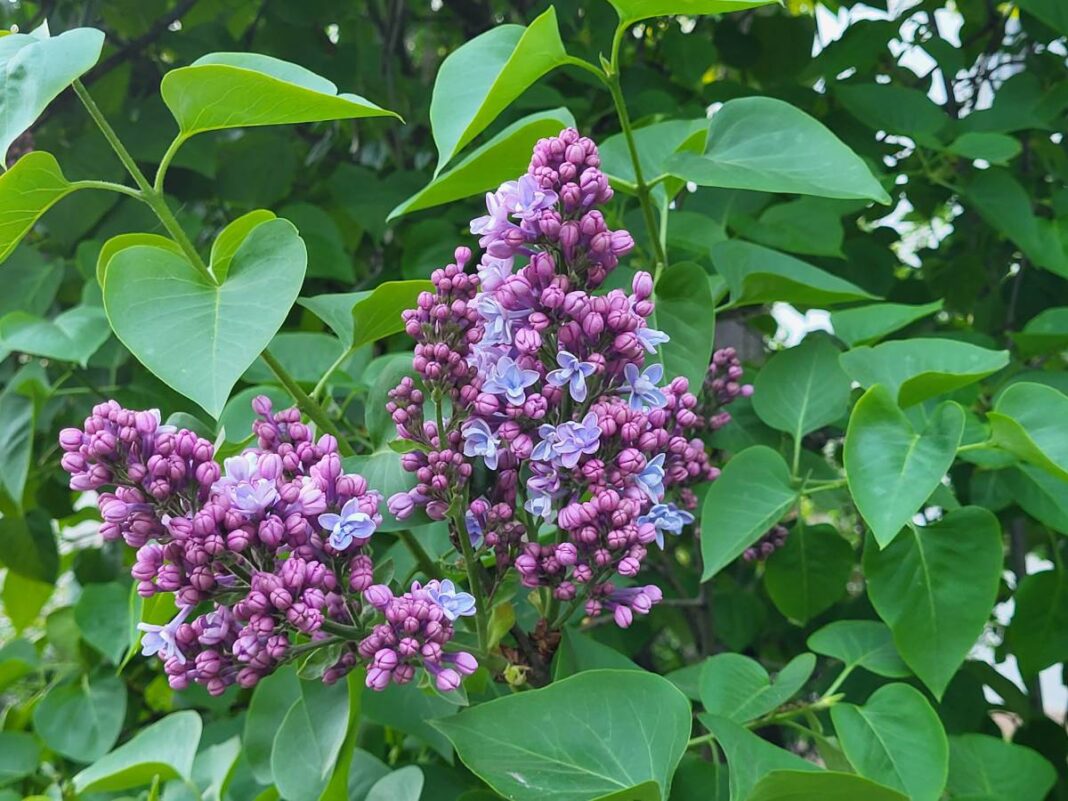 SĂNĂTATE DIN NATURĂ. Liliacul și puterile sale vindecătoare