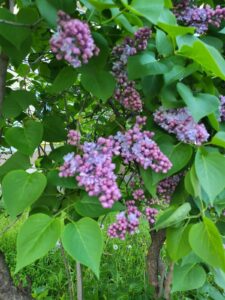 SĂNĂTATE DIN NATURĂ. Liliacul și puterile sale vindecătoare