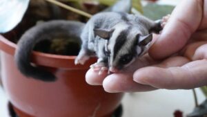 pui de veveriță marsupială zburătoare