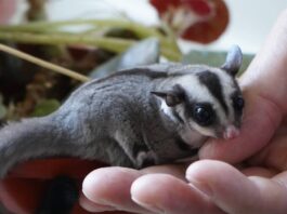 pui de veveriță marsupială zburătoare