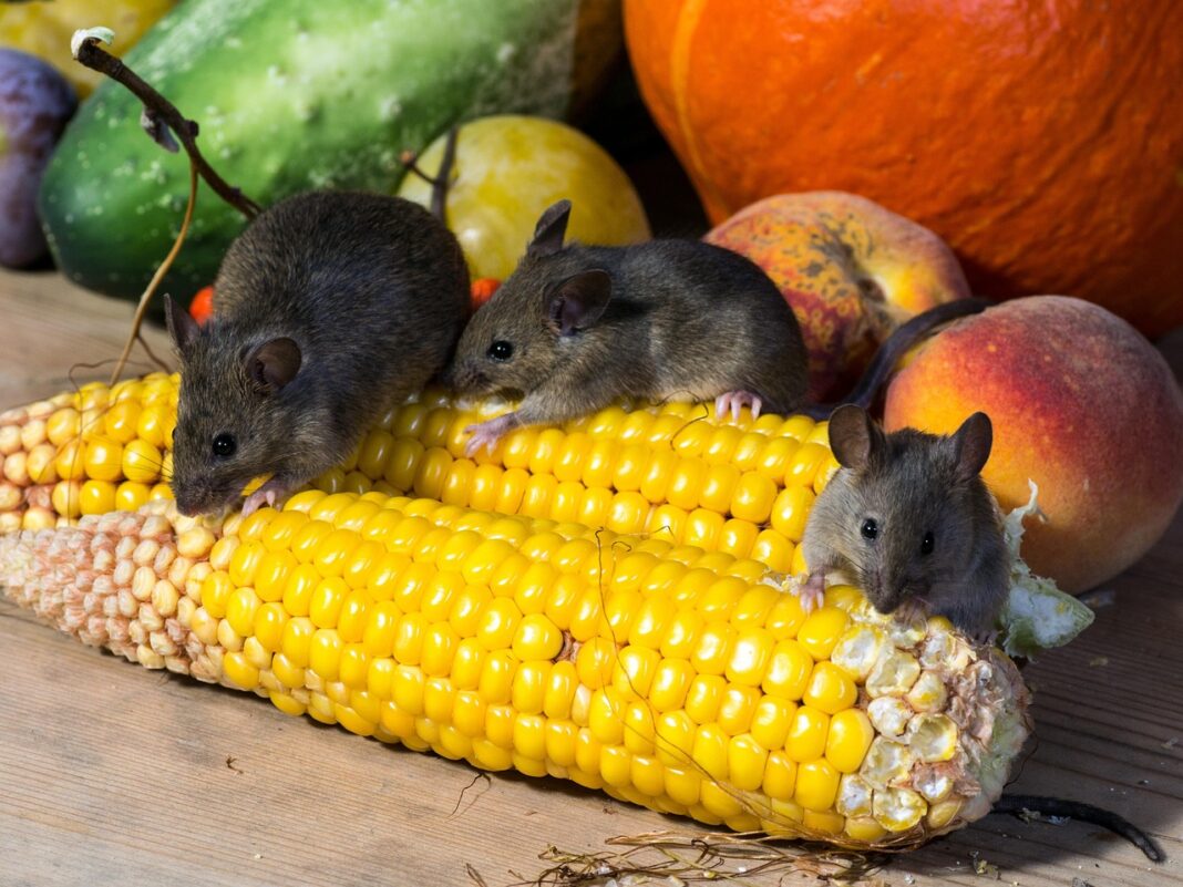 Cel mai des oamenii se infectează cu hantavirus prin contactul cu rozătoare