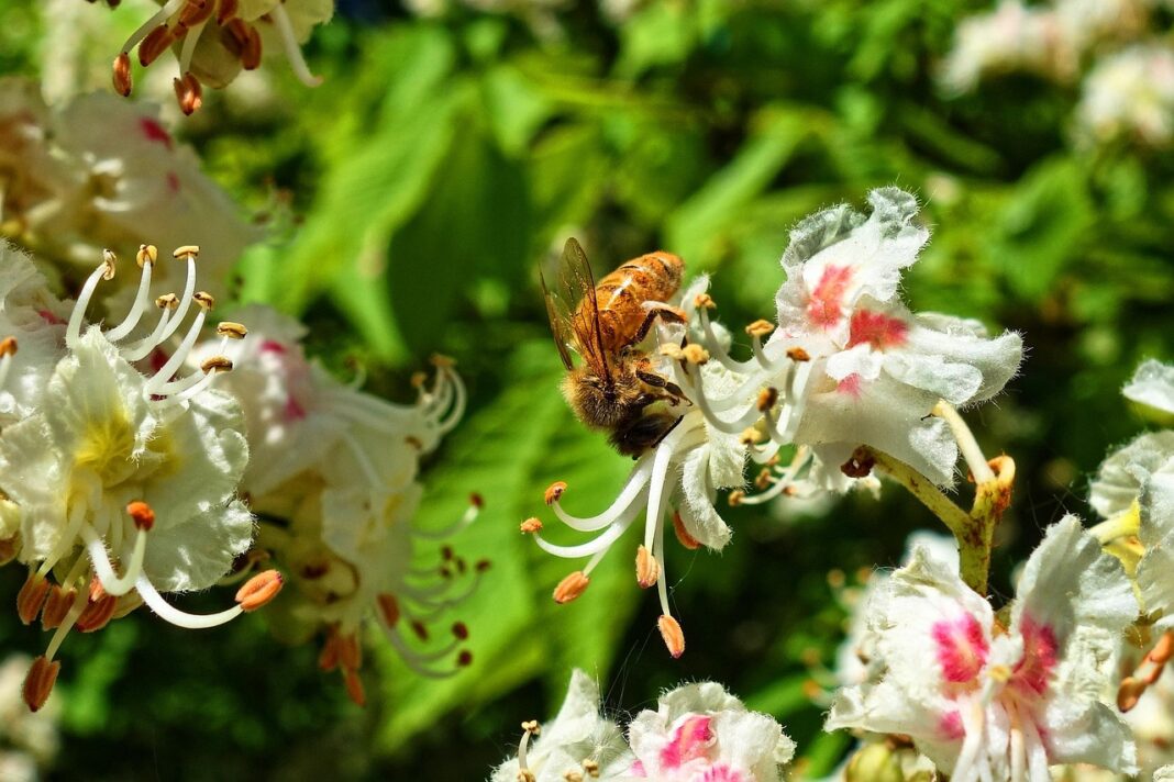 Florile de castani parfumează aerul până în luna iunie