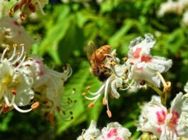 Florile de castani parfumează aerul până în luna iunie